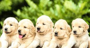 Your Dog’s Home Away From Home—Fun, Training & Care All in One! in Animal & Pet Services in City of Toronto - Image 3