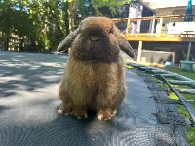 Male holland Lops available , View more