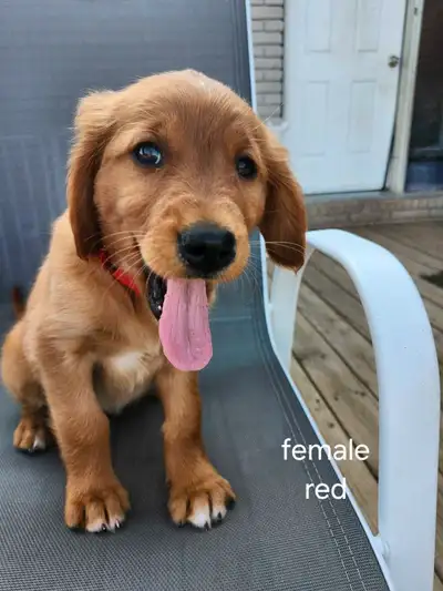 Price Reduction!!!  Local Golden Retriever Puppies!, View more