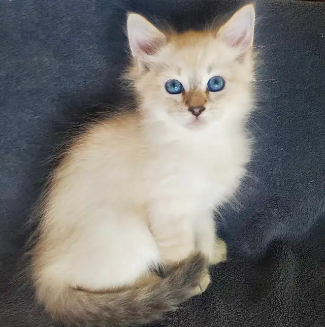 Hypoallergenic Siberian Kittens