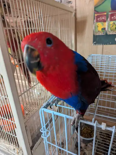 Baby Eclectus Parrot!, View more