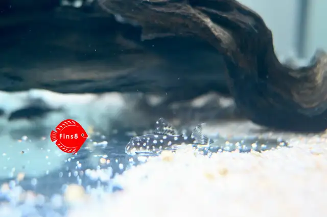 Super white pleco L236 SW,  Zebra Pleco L46, and L471 in Fish for Rehoming in Hamilton - Image 10