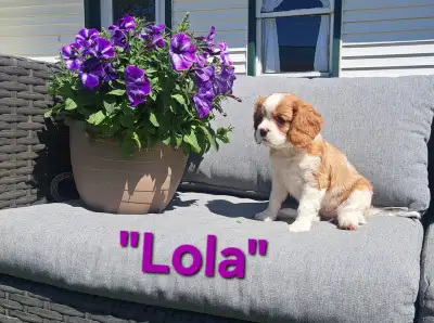 Leo and Myla (both AKC Registered) are the proud parents of four adorable puppies!! These 3 boys and...