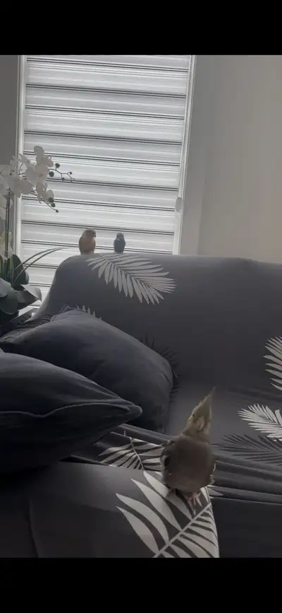Cockatiel Birds, View more