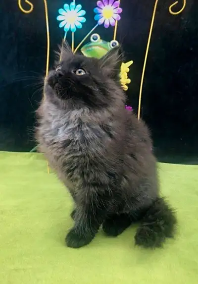 If you’re looking for a dependable, family-friendly cat, Maine Coons are a fantastic choice. We’ve b...