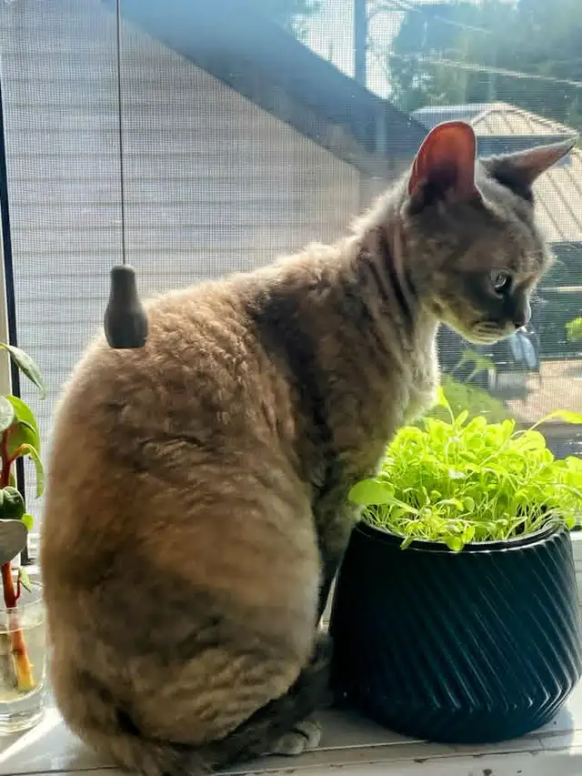 Devon Rex Cat508096594114652162