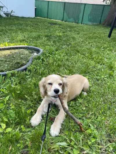 cocker spaniel chiot, View more