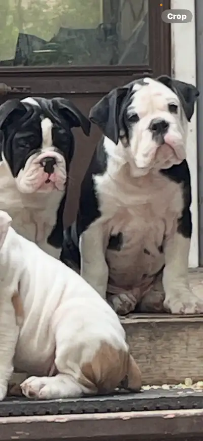Olde English Bulldog puppies, View more