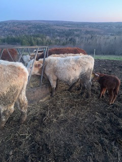 Hereford/ Charolais Feeders For Sale in Livestock in Fredericton - Image 4