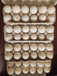Roeun Duck hatching eggs