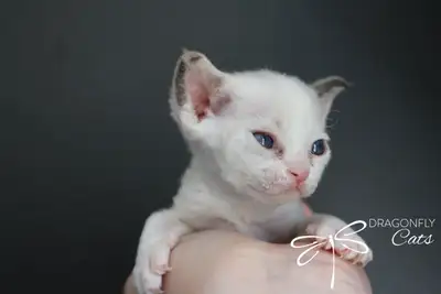 Dragonflycats Cattery and Kennel Francais plus bas We’re professional breeders of TICA purebred Devo...