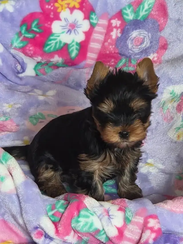 CKC Registered Yorkshire terrier puppies in Dogs & Puppies for Rehoming in City of Toronto - Image 3