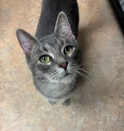 NARCISSES, View more