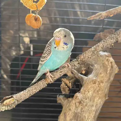 Sadly, we are looking to rehome our two beautiful baby parakeets . They are 2 to 3 months old, they...