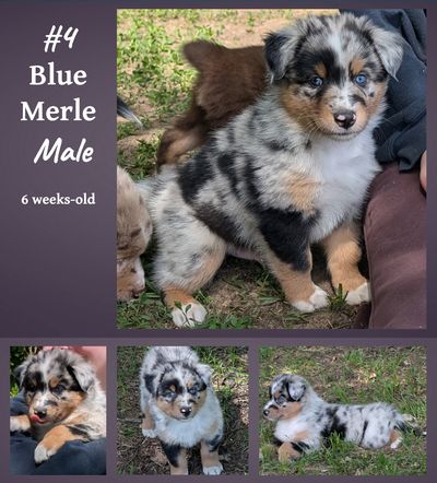 6 Weeks-Old: Aussie Shepherd Puppies ❤️, View more