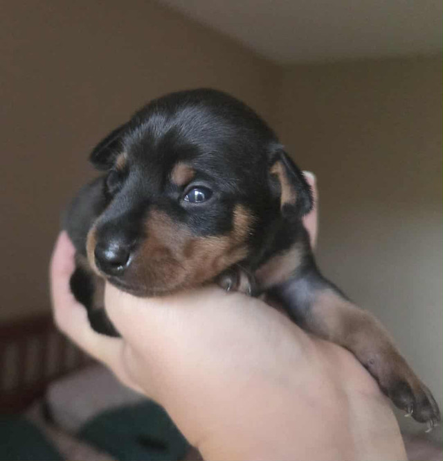 Miniature Pinschers in Dogs & Puppies for Rehoming in Winnipeg - Image 2