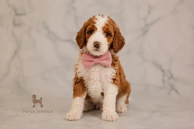 Adorable Standard Poodle Puppies in Dogs & Puppies for Rehoming in Richmond - Image 2