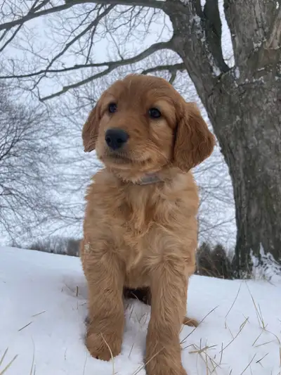 There are 6 female F1 Goldendoodle pups to choose from! They come from a litter of 11! If your ready...