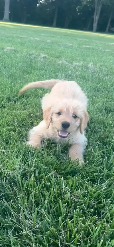 Labradoodle Puppies, View more