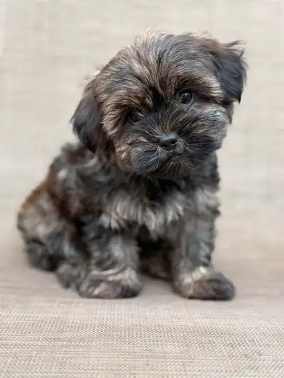 Shorkie Puppy, View more