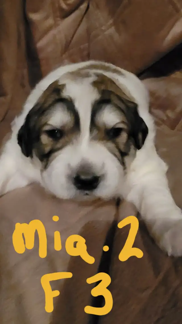 Tibetan Mastiff/Great Pyrenees Puppies in Dogs & Puppies for Rehoming in Quesnel - Image 5