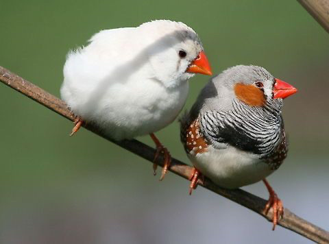 ZEBRA FINCHES / PINSON DIAMANTS MANDARINS in Birds for Rehoming in Moncton