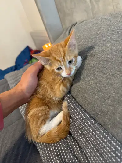 kitten for sale, View more