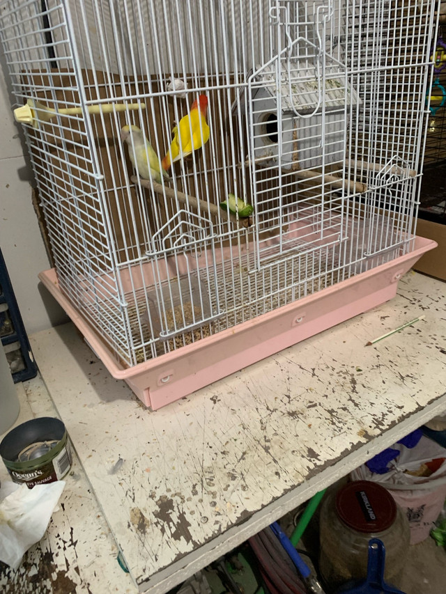 Love birds and budgies $30 each in Birds for Rehoming in La Ronge - Image 4