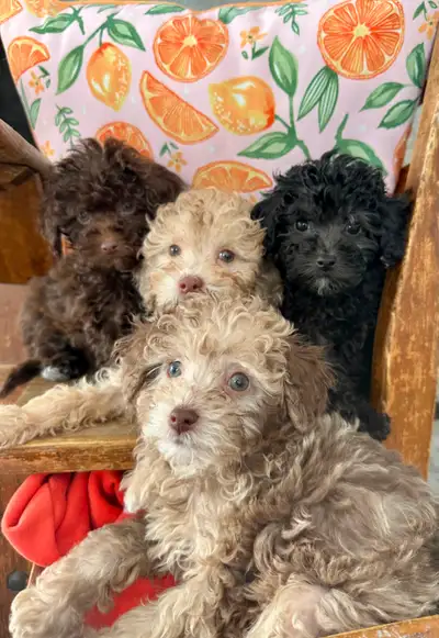 MINIATURE DISPONIBLE || MINIATURE POODLE AVAILABLE, View more
