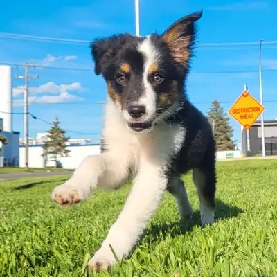 Miniature Australian/American Shepherd Puppies, View more