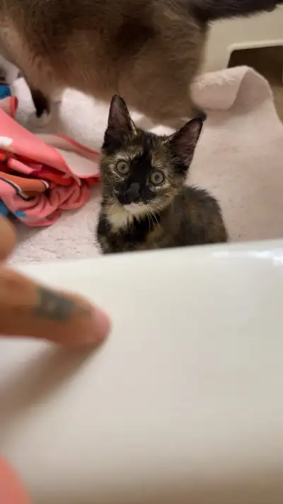 4 month old kitten - Female, View more