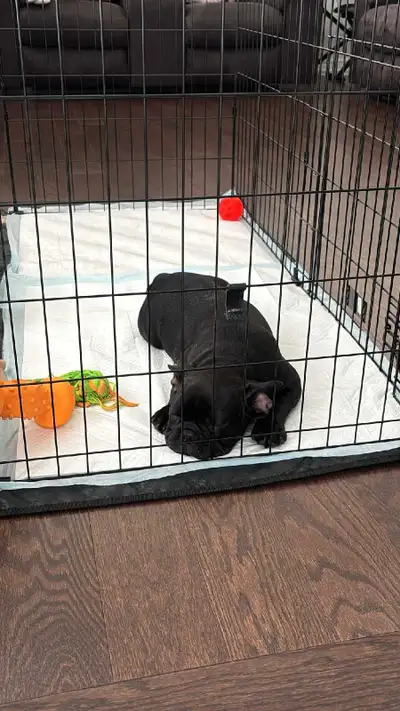 French bulldog, View more