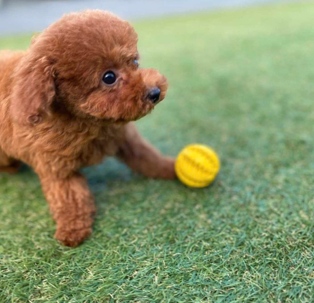 High Quality Pedigree Red Toy Poodle Pups in Dogs & Puppies for Rehoming in Markham / York Region - Image 2
