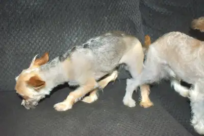 Bonded brother and sister Chico and macho, View more
