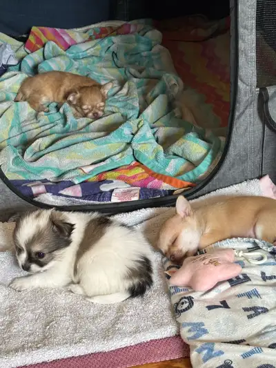 Designer Toy Pomchi’s (3 Males) POMCHI MOTHER DEERHEAD CHIHUAHUA FATHER Key Takeaways (for All Three...