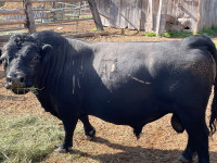 Miniature bull, Dexter