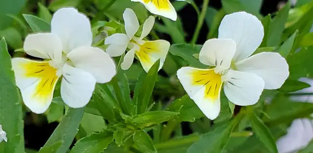Fresh viola flowers for decorating food/cocktails etc. in Plants, Fertilizer & Soil in Mississauga / Peel Region - Image 5