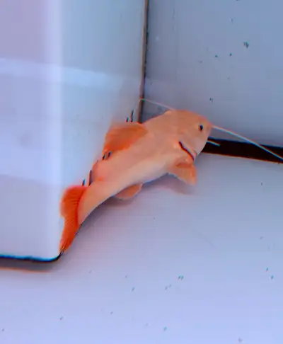 GOLDEN REDTAIL CATFISH , View more
