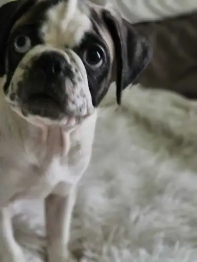 panda pug puppies, View more