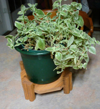 7 inch cedar octagon plant stand