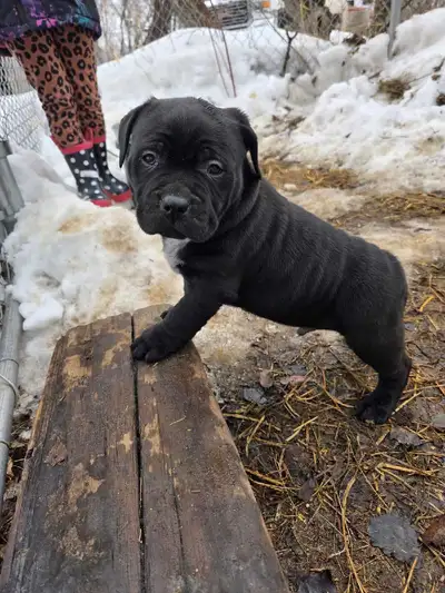 Bandog Puppies, View more