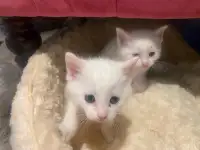 Turkish angora kitten 