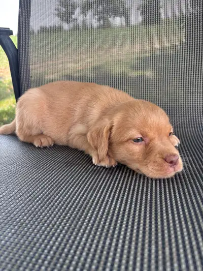 CKC Registered Lab Puppies, View more