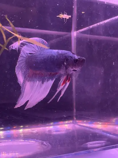 Selling it. He is more than a year old. Looking for new home. Pickup only