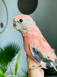 Rosy bourke parakeet 