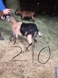 Meat Goats - Nubian Oberhaslie X