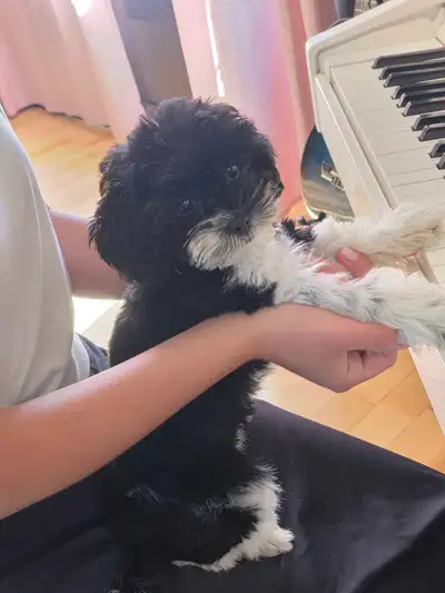 Girl Puppy only 1 left!, View more