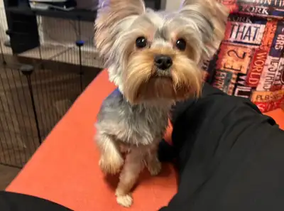 Yorkshire puppy - 6 months, Champion bloodline, peepad trained, View more