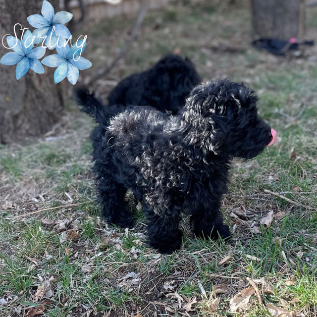 Only 1 left! Havapoo Puppy - Female in Dogs & Puppies for Rehoming in Saskatoon - Image 4