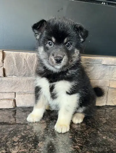 beautiful Pomsky puppies 2 left only, View more